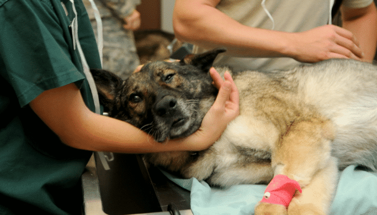 Emergency-Veterinarian-Service