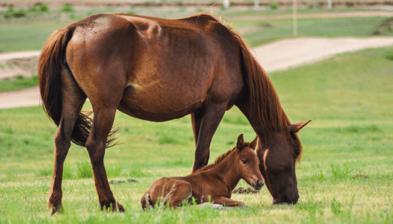 Horse-Breeder
