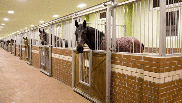 Horse-Stable-Stud-Farm