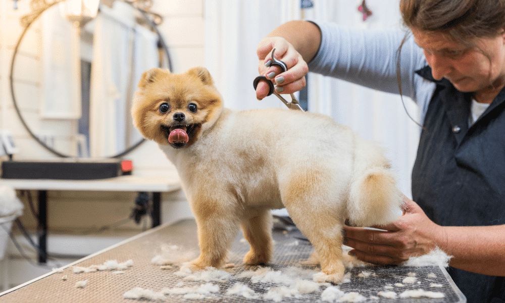 Animal Services