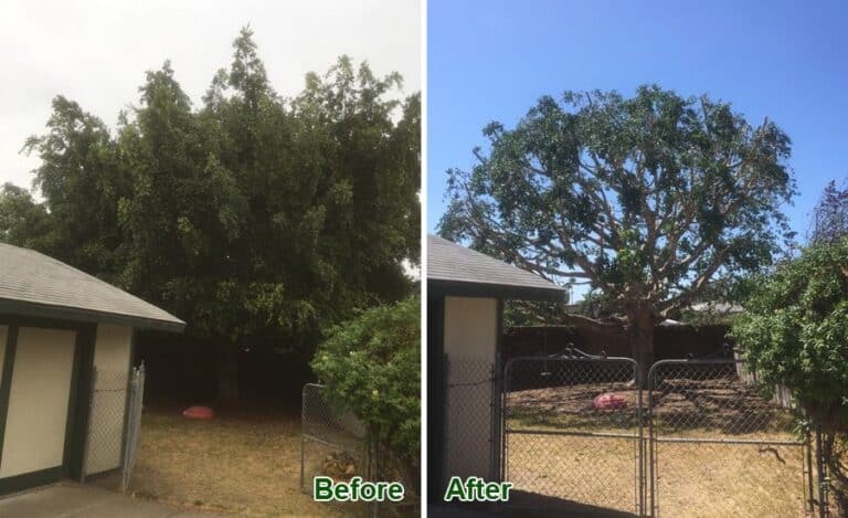 ficus tree care 768x469
